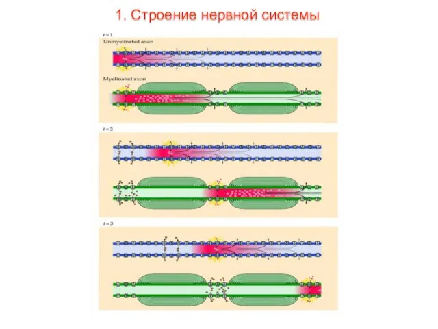 1. Строение нервной системы