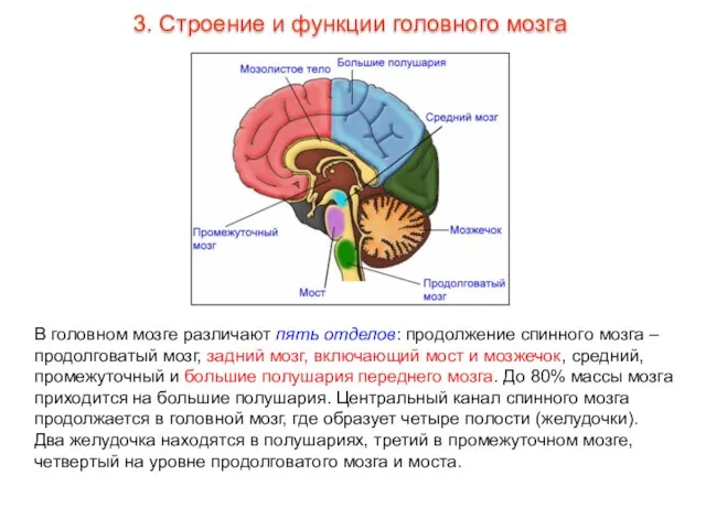 В головном мозге различают пять отделов: продолжение спинного мозга – продолговатый мозг,