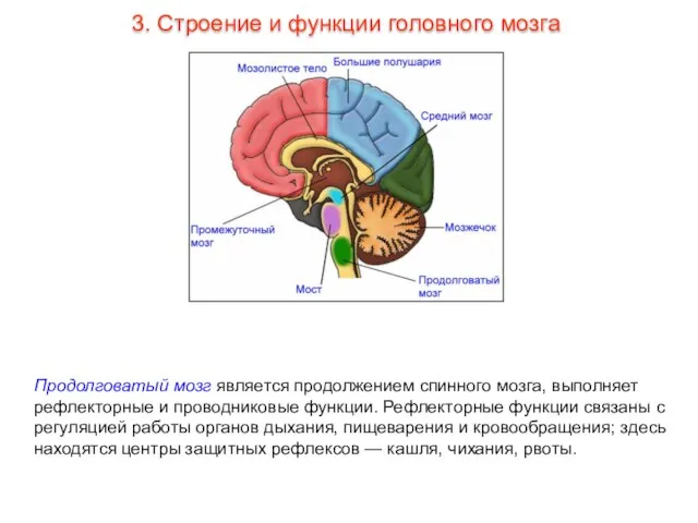 Продолговатый мозг является продолжением спинного мозга, выполняет рефлекторные и проводниковые функции. Рефлекторные