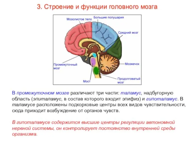 В промежуточном мозге различают три части: таламус, надбугорную область (эпиталамус, в состав