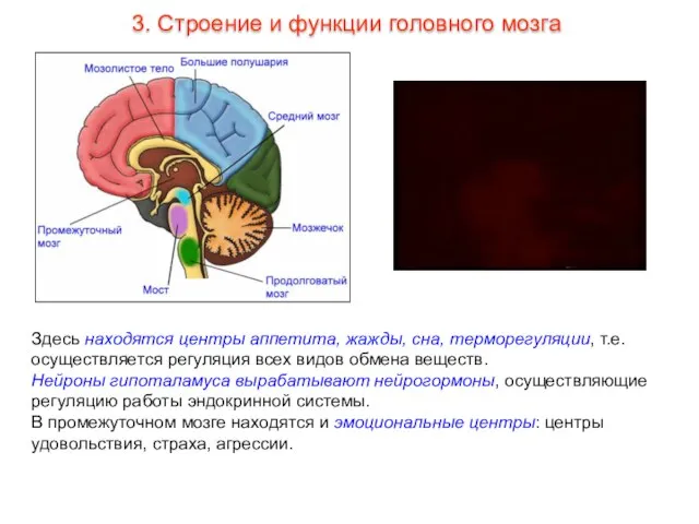 Здесь находятся центры аппетита, жажды, сна, терморегуляции, т.е. осуществляется регуляция всех видов