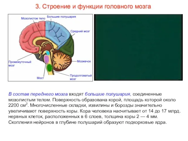В состав переднего мозга входят большие полушария, соединенные мозолистым телом. Поверхность образована