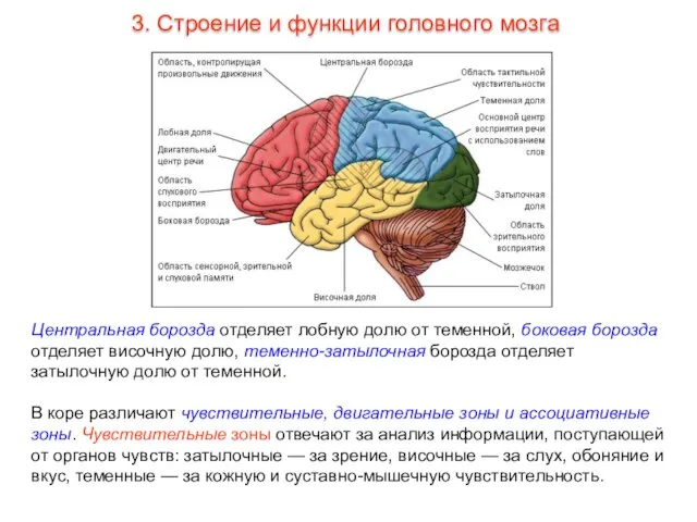 Центральная борозда отделяет лобную долю от теменной, боковая борозда отделяет височную долю,