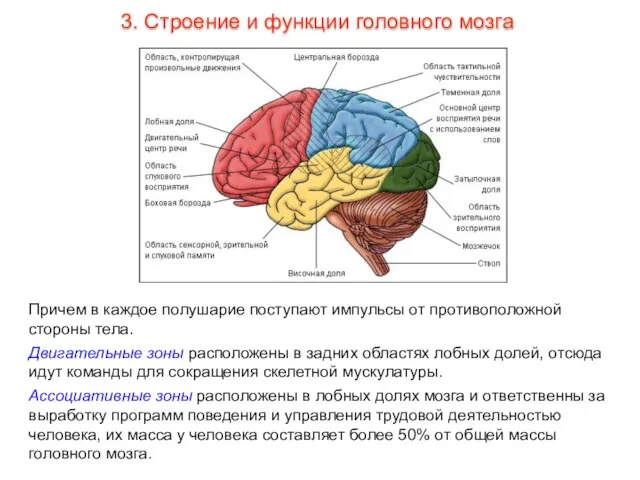 Причем в каждое полушарие поступают импульсы от противоположной стороны тела. Двигательные зоны