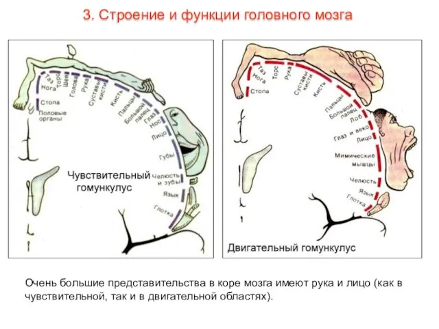 Очень большие представительства в коре мозга имеют рука и лицо (как в