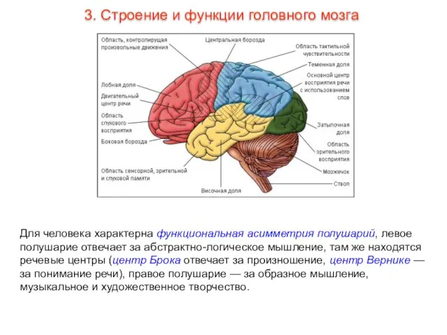 Для человека характерна функциональная асимметрия полушарий, левое полушарие отвечает за абстрактно-логическое мышление,