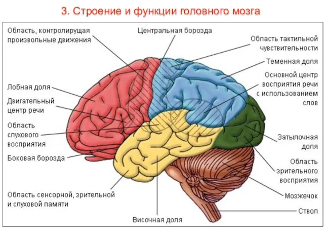 3. Строение и функции головного мозга