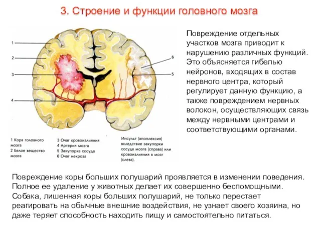 Повреждение отдельных участков мозга приводит к нарушению различных функций. Это объясняется гибелью