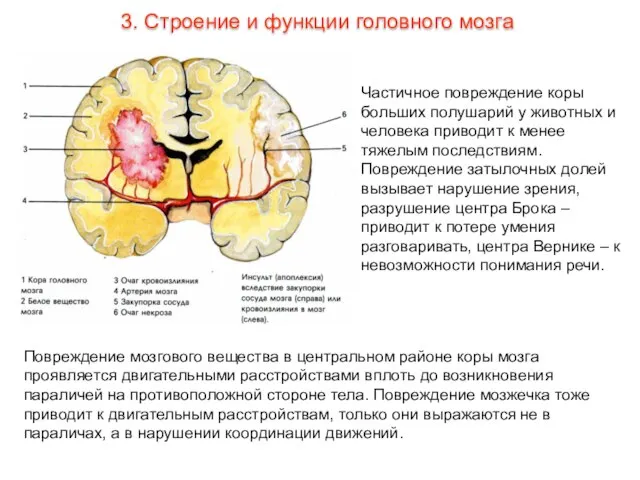 Частичное повреждение коры больших полушарий у животных и человека приводит к менее