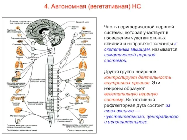 Часть периферической нервной системы, которая участвует в проведении чувствительных влияний и направляет