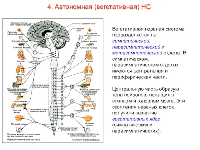 Вегетативная нервная система подразделяется на симпатический, парасимпатический и метасимпатический отделы. В симпатическом,