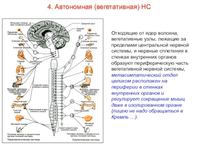 Отходящие от ядер волокна, вегетативные узлы, лежащие за пределами центральной нервной системы,