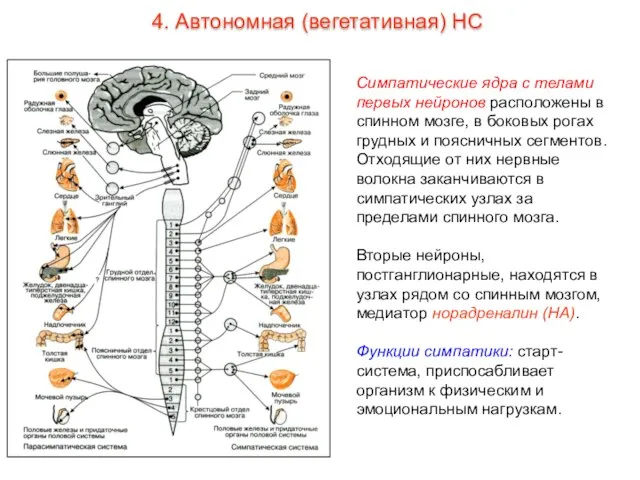 Симпатические ядра с телами первых нейронов расположены в спинном мозге, в боковых