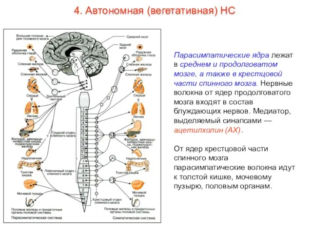 Парасимпатические ядра лежат в среднем и продолговатом мозге, а также в крестцовой