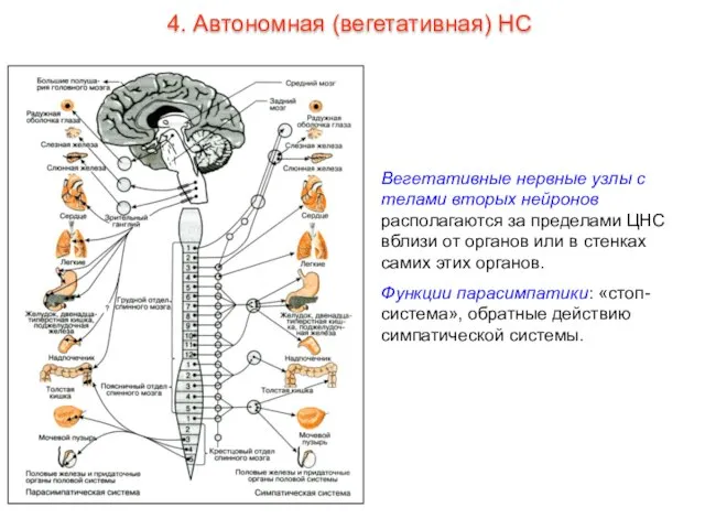 Вегетативные нервные узлы с телами вторых нейронов располагаются за пределами ЦНС вблизи