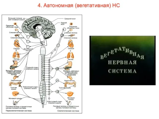 4. Автономная (вегетативная) НС