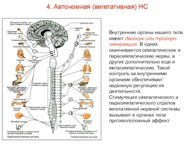 Внутренние органы нашего тела имеют двойную или тройную иннервацию. В одних оканчиваются