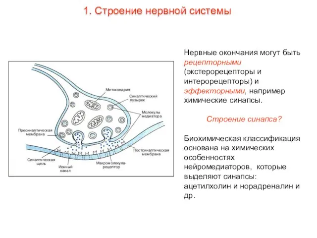 Нервные окончания могут быть рецепторными (экстерорецепторы и интерорецепторы) и эффекторными, например химические