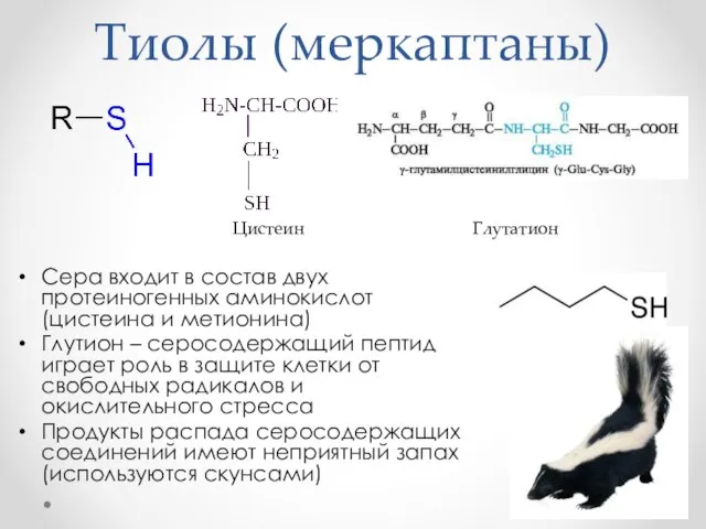Тиолы (меркаптаны) Сера входит в состав двух протеиногенных аминокислот (цистеина и метионина)