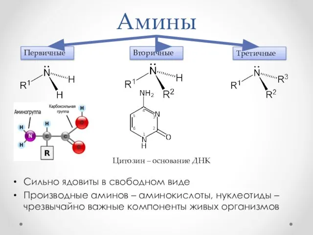 Амины Сильно ядовиты в свободном виде Производные аминов – аминокислоты, нуклеотиды –