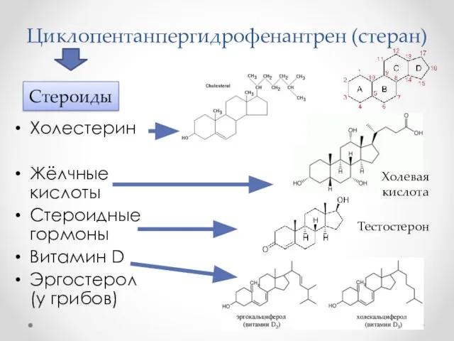 Циклопентанпергидрофенантрен (стеран) Холестерин Жёлчные кислоты Стероидные гормоны Витамин D Эргостерол (у грибов) Стероиды Холевая кислота Тестостерон