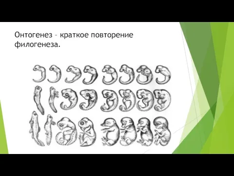 Онтогенез – краткое повторение филогенеза.