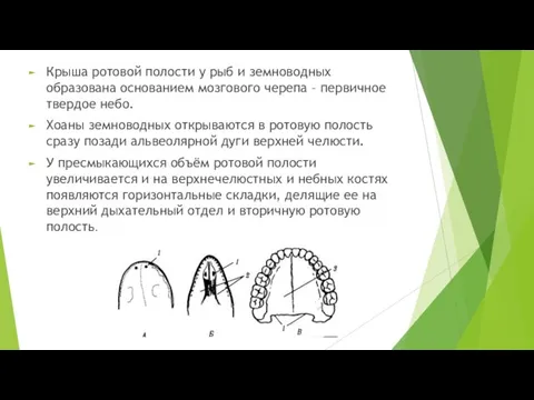 Крыша ротовой полости у рыб и земноводных образована основанием мозгового черепа –