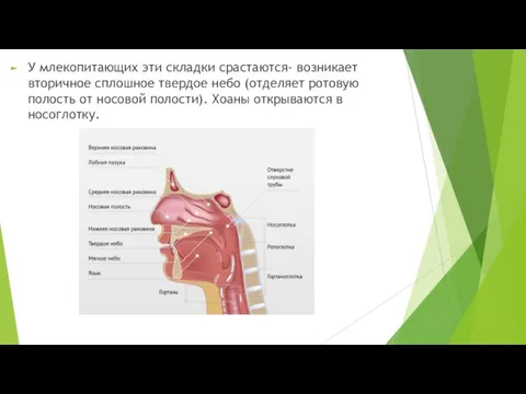 У млекопитающих эти складки срастаются- возникает вторичное сплошное твердое небо (отделяет ротовую