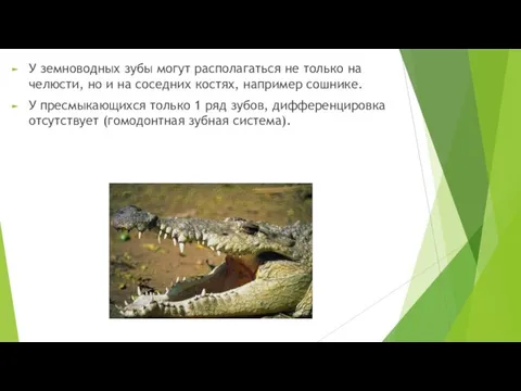 У земноводных зубы могут располагаться не только на челюсти, но и на