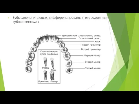 Зубы млекопитающих дифференцированы (гетеродонтная зубная система)