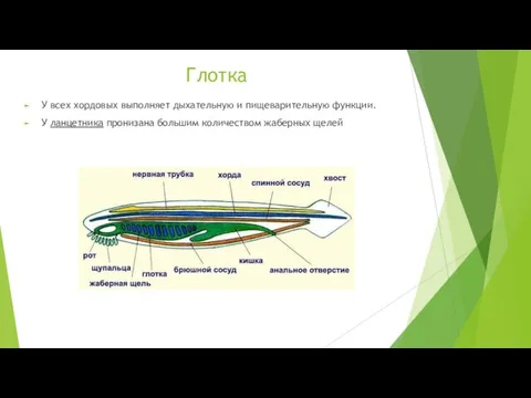 Глотка У всех хордовых выполняет дыхательную и пищеварительную функции. У ланцетника пронизана большим количеством жаберных щелей