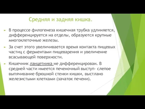 Средняя и задняя кишка. В процессе филогенеза кишечная трубка удлиняется, дифференцируется на