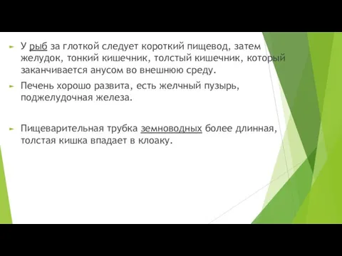 У рыб за глоткой следует короткий пищевод, затем желудок, тонкий кишечник, толстый