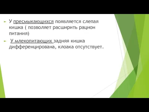 У пресмыкающихся появляется слепая кишка ( позволяет расширить рацион питания) У млекопитающих