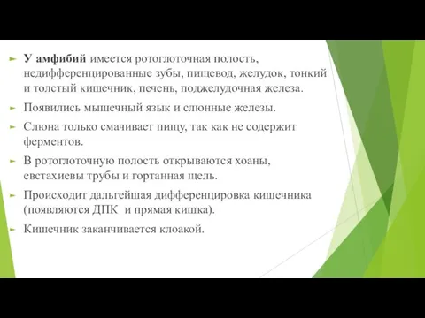 У амфибий имеется ротоглоточная полость, недифференцированные зубы, пищевод, желудок, тонкий и толстый