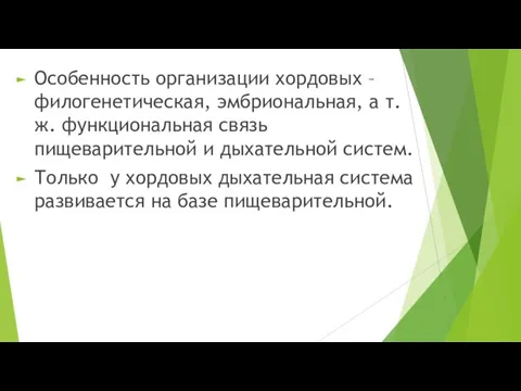 Особенность организации хордовых – филогенетическая, эмбриональная, а т.ж. функциональная связь пищеварительной и