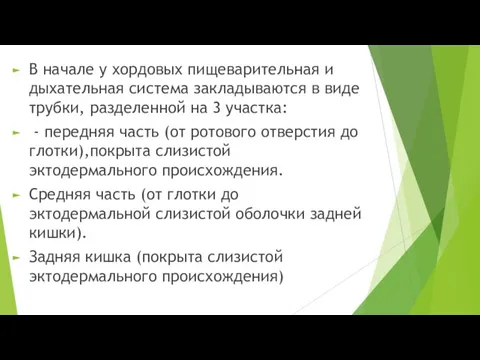 В начале у хордовых пищеварительная и дыхательная система закладываются в виде трубки,