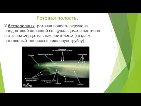 Ротовая полость. У бесчерепных ротовая полость окружена предротовой воронкой со щупальцами и