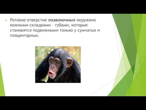 Ротовое отверстие позвоночных окружено кожными складками – губами, которые становятся подвижными только у сумчатых и плацентарных.