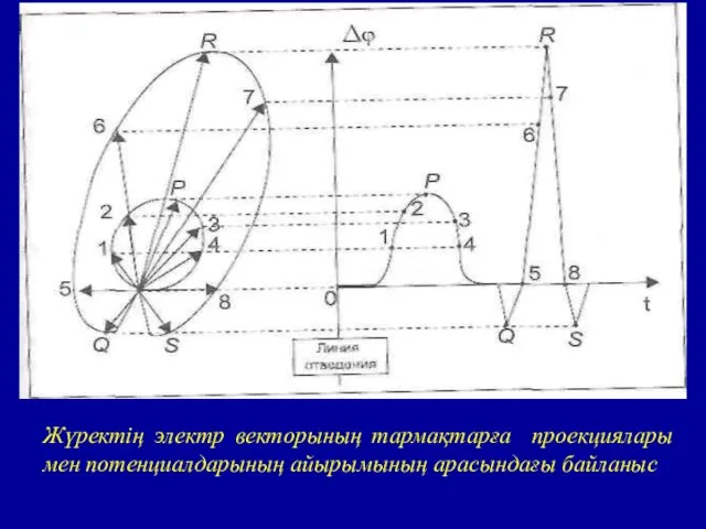 Жүректің электр векторының тармақтарға проекциялары мен потенциалдарының айырымының арасындағы байланыс