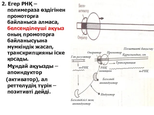 2. Егер РНҚ – полимераза өздігінен промоторға байланыса алмаса, белсенділеуші ақуыз оның