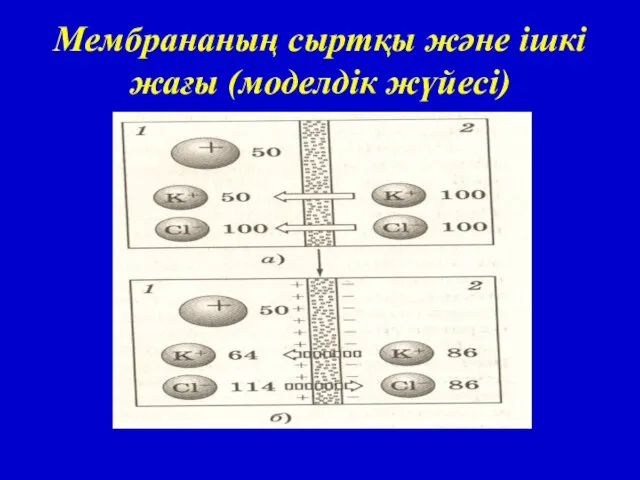 Мембрананың сыртқы және ішкі жағы (моделдік жүйесі)