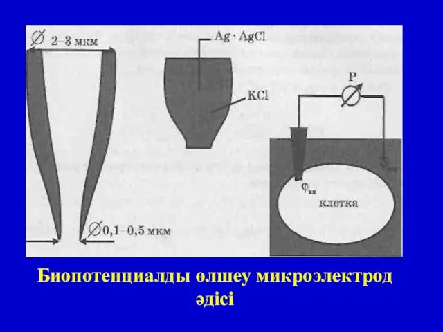 Биопотенциалды өлшеу микроэлектрод әдісі