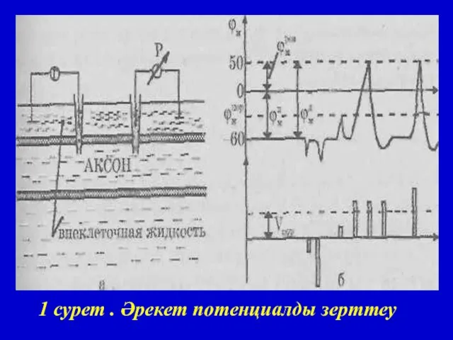 1 сурет . Әрекет потенциалды зерттеу