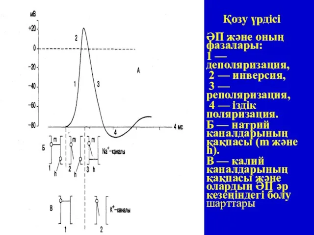 Қозу үрдісі ӘП және оның фазалары: 1 — деполяризация, 2 — инверсия,