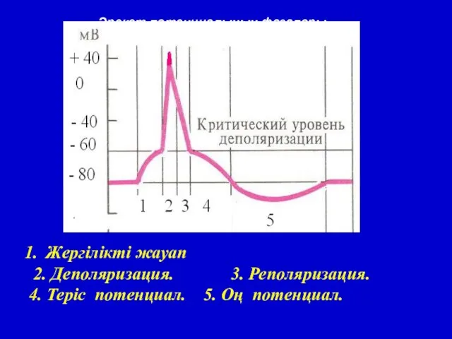 Жергілікті жауап 2. Деполяризация. 3. Реполяризация. 4. Теріс потенциал. 5. Оң потенциал. Әрекет потенциалының фазалары