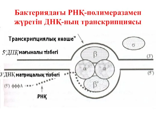 Бактериядағы РНҚ-полимеразамен жүретін ДНҚ-ның транскрипциясы