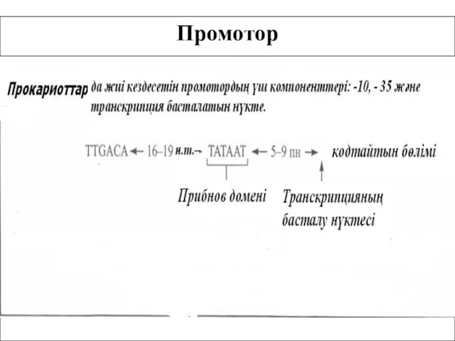 Промотор