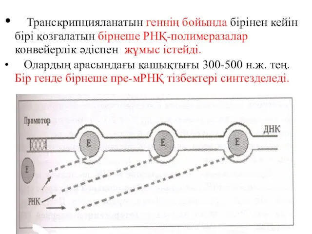 Транскрипцияланатын геннің бойында бірінен кейін бірі қозғалатын бірнеше РНҚ-полимеразалар конвейерлік әдіспен жұмыс