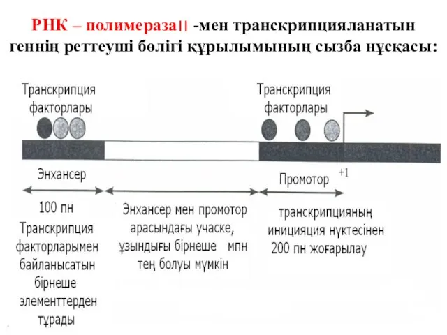 РНК – полимераза׀׀ -мен транскрипцияланатын геннің реттеуші бөлігі құрылымының сызба нұсқасы: